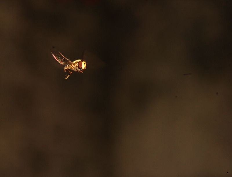 DSC_2870_.jpg
