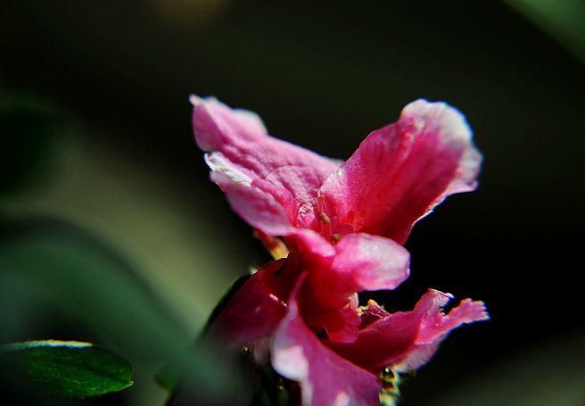 DSC_0003.JPG