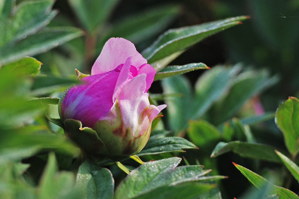 DSC_5111.jpg