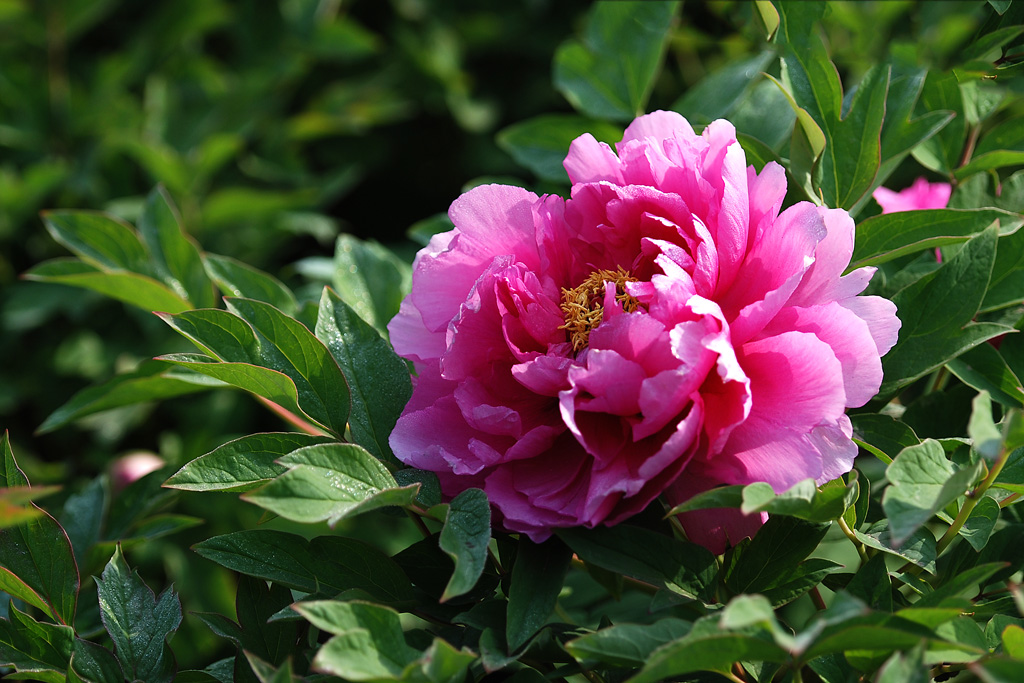 DSC_5136.jpg