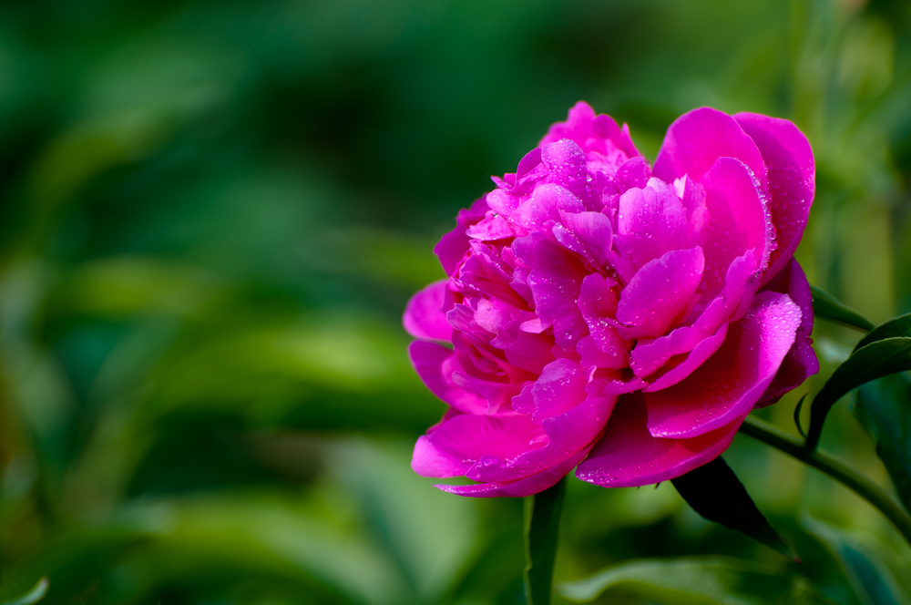 DSC_0002.jpg