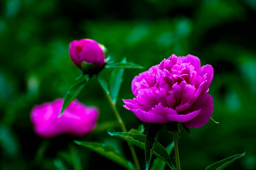DSC_0012.jpg