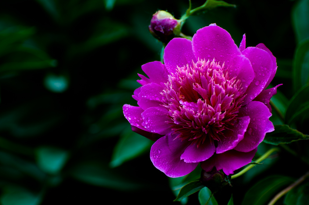 DSC_0015.jpg
