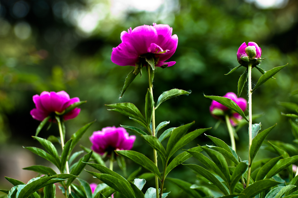 DSC_0031.jpg