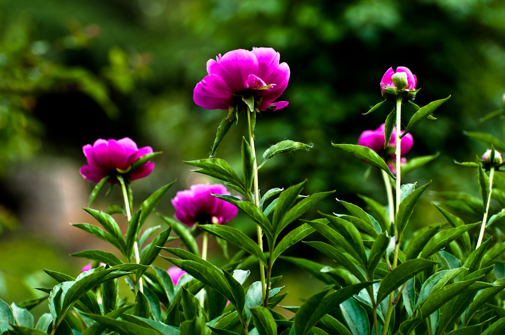 DSC_0034.jpg