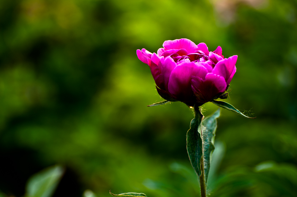 DSC_0041.jpg