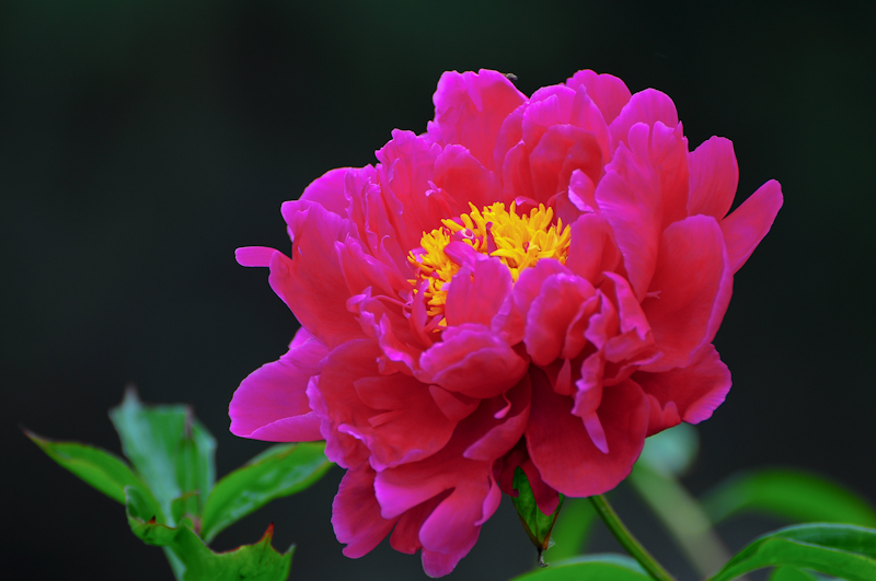 DSC_0085.jpg