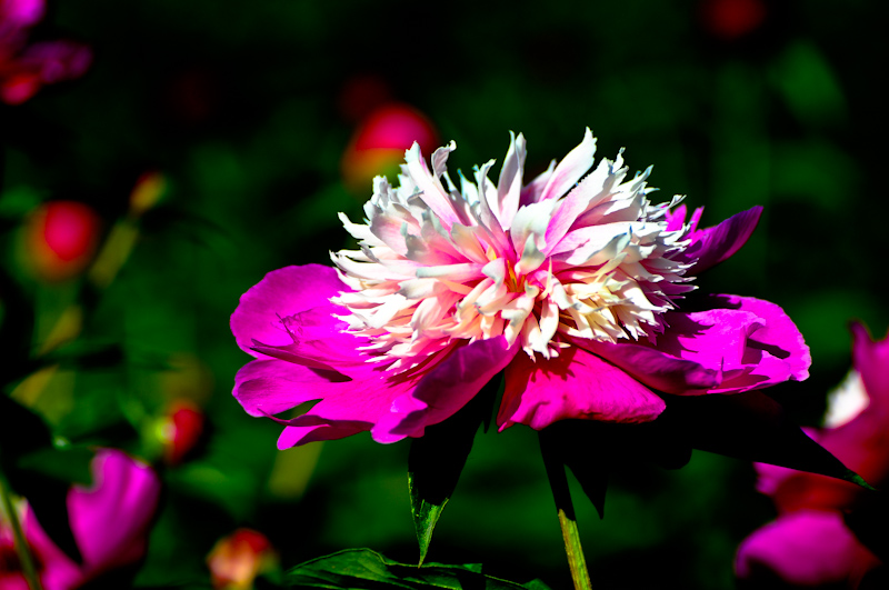 DSC_0147.jpg