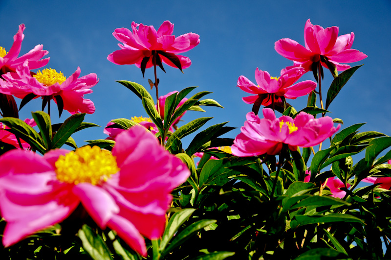 DSC_0165.jpg