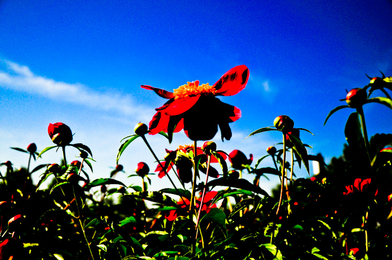 DSC_0170.jpg