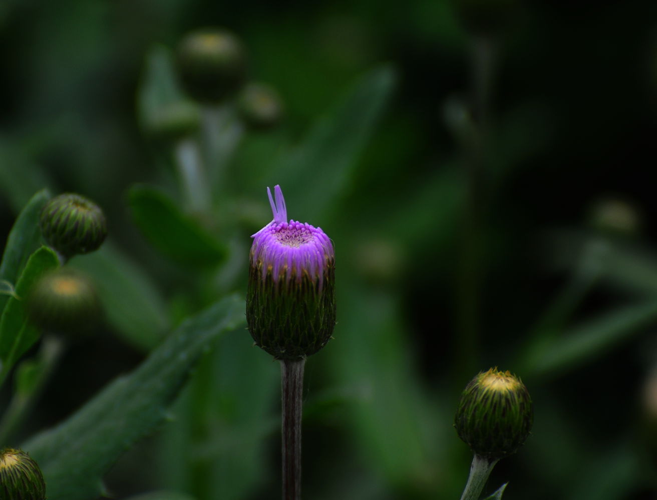 DSC_4447_.jpg