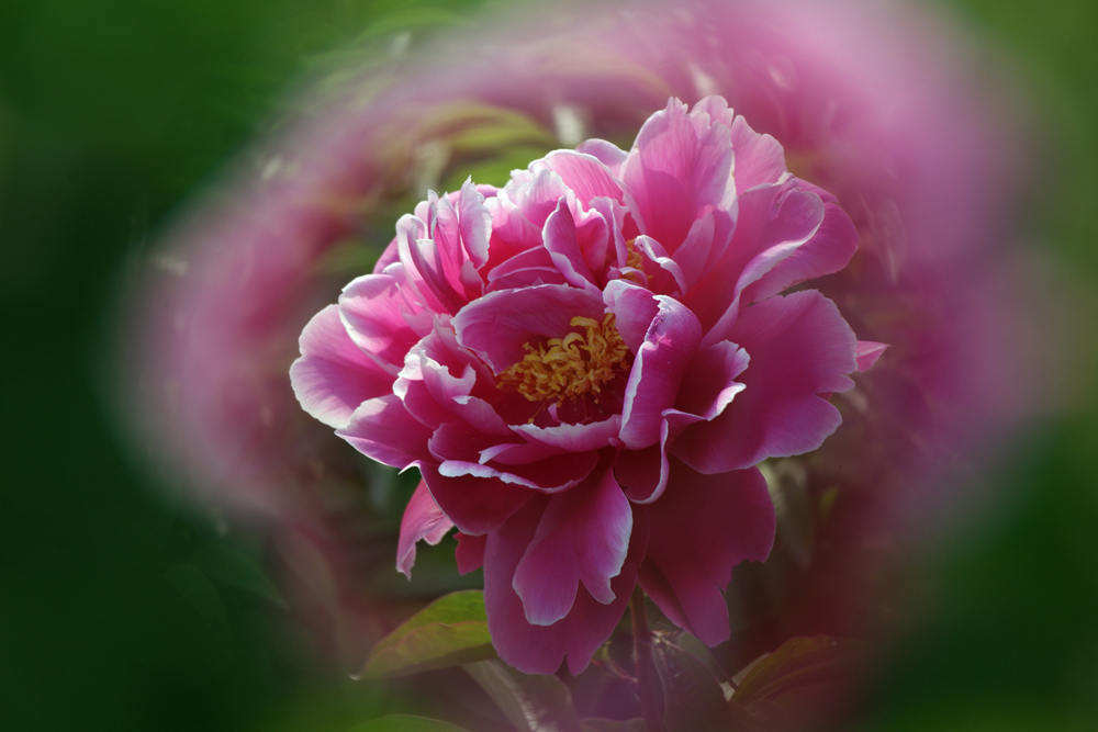 IMGP4293.jpg