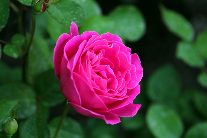 ALAL0437.JPG