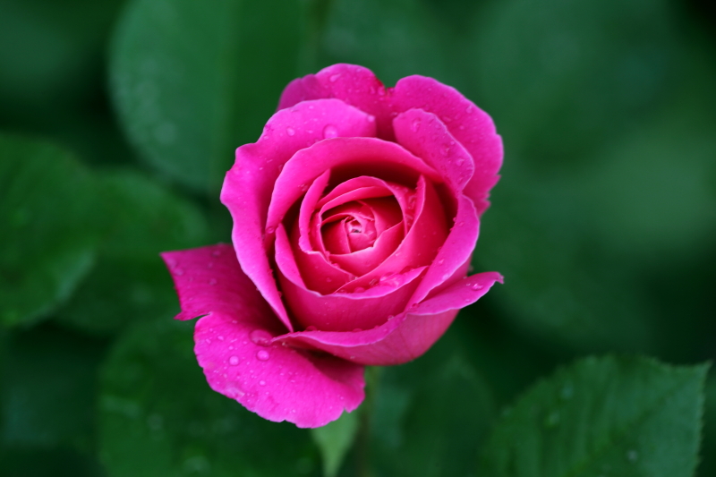 ALAL0439.JPG
