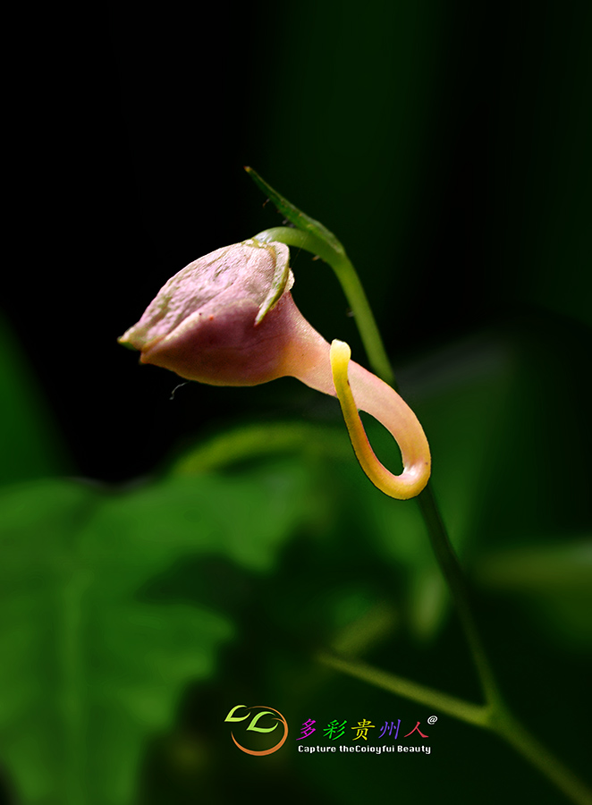 DSC_6866 .jpg
