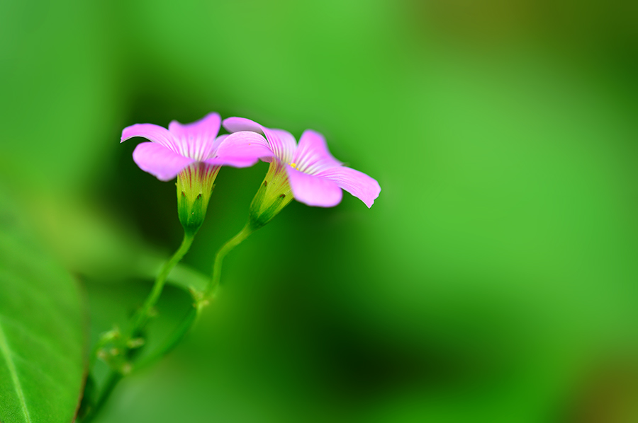DSC_6890 .jpg