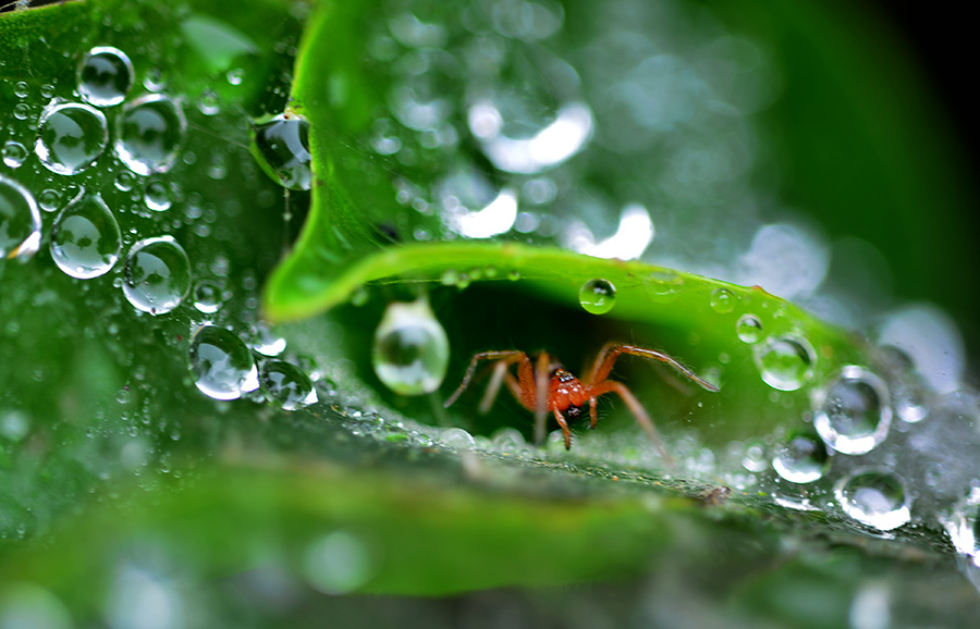 DSC_5447 A.jpg