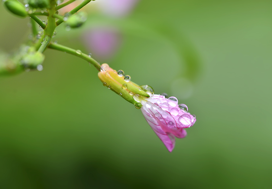 DSC_2259 .jpg