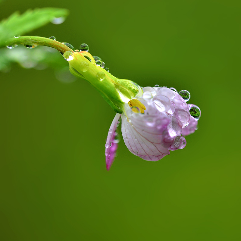 DSC_2250 .jpg