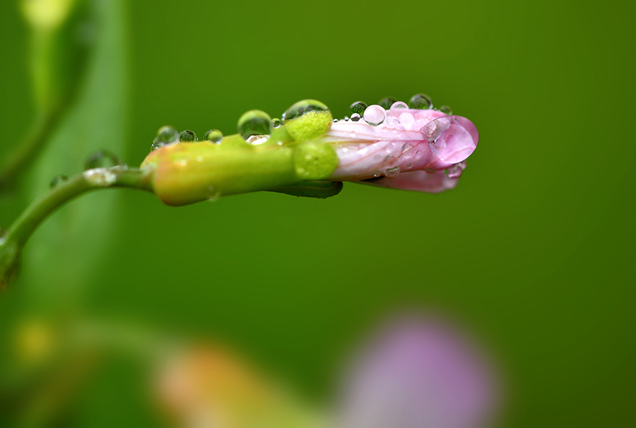 DSC_2240 .jpg