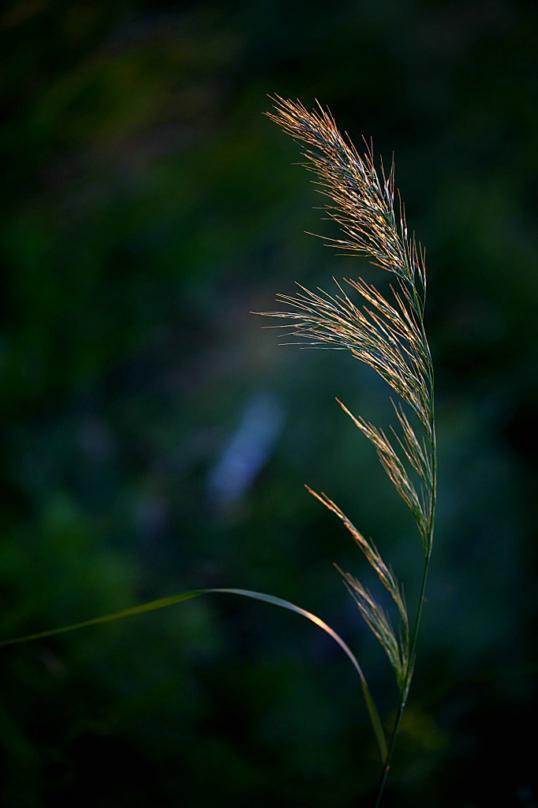 IMG_8313.JPG