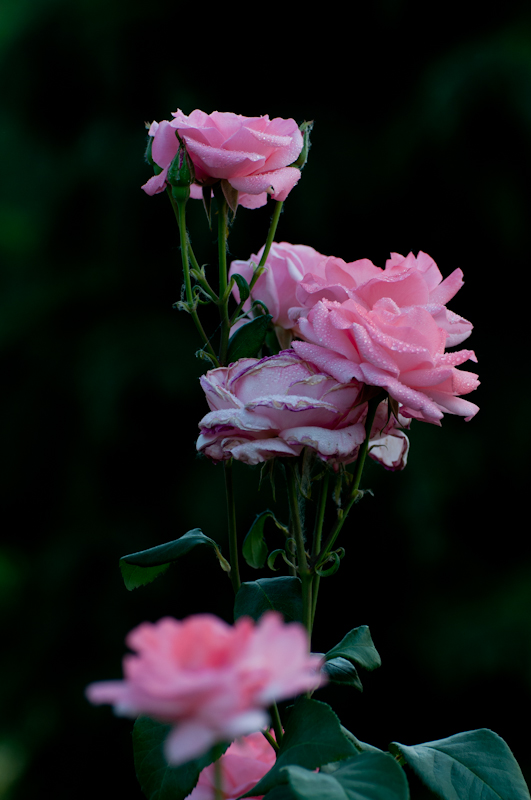 DSC_0416.jpg