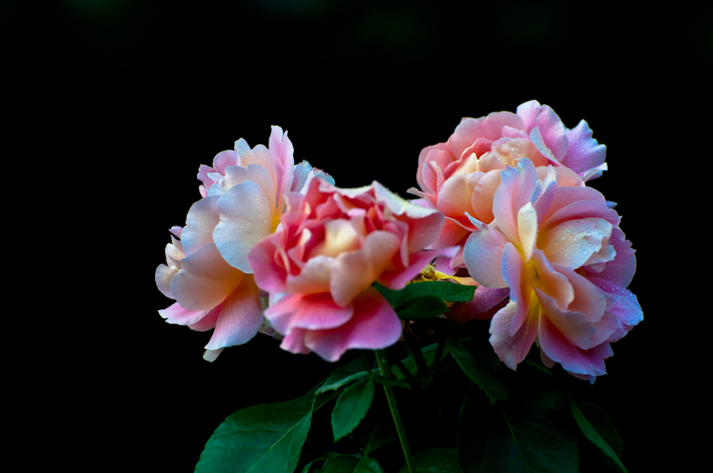 DSC_0450.jpg