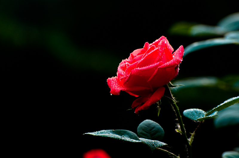 DSC_0460.jpg
