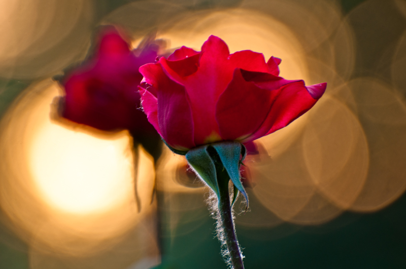 DSC_0479.jpg
