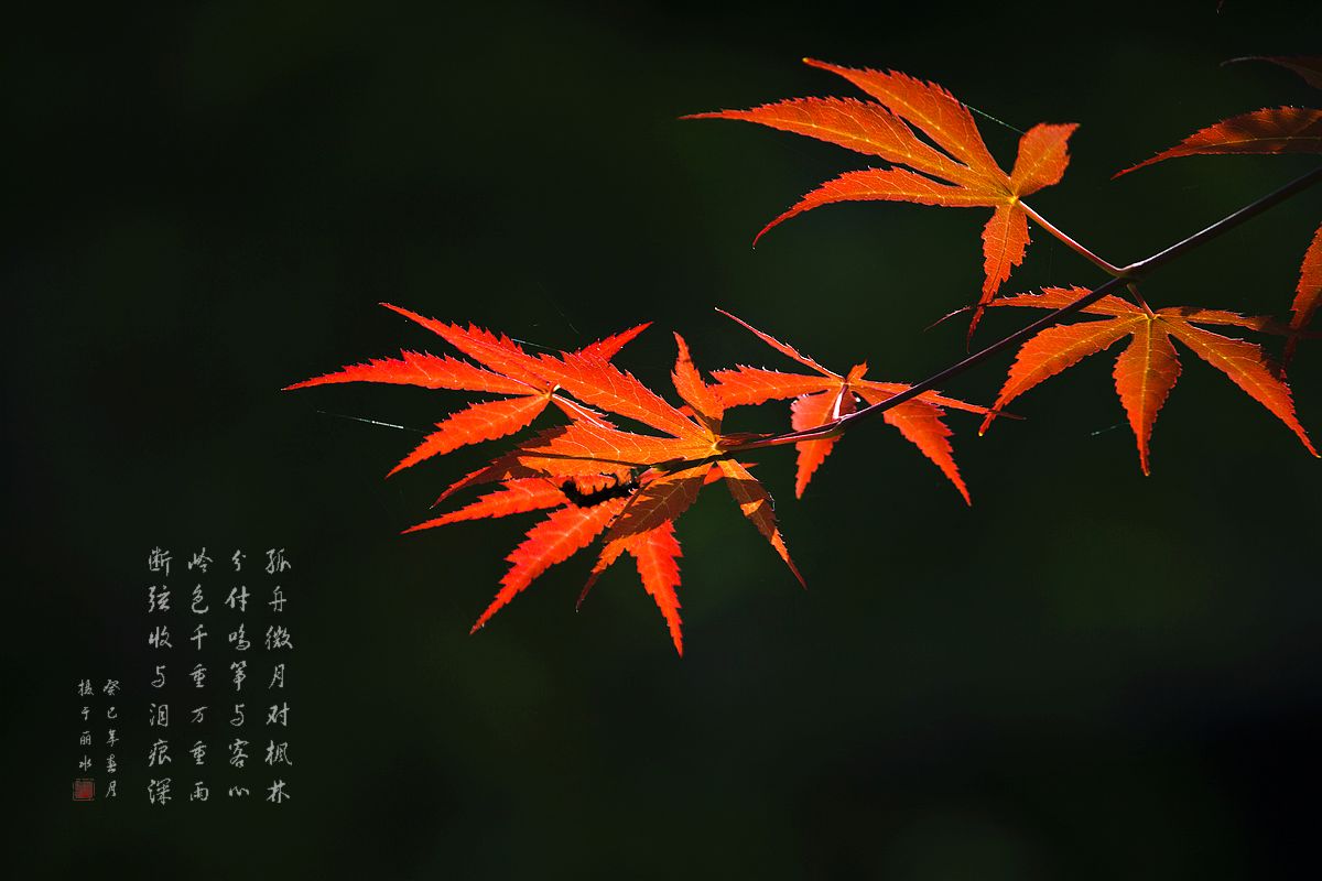 0772a.jpg