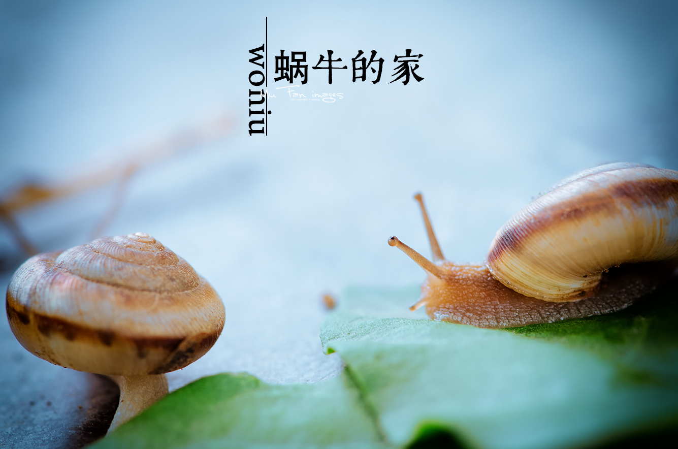 ̬Ӱ