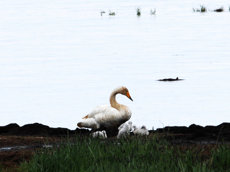 DSC_0090.jpg