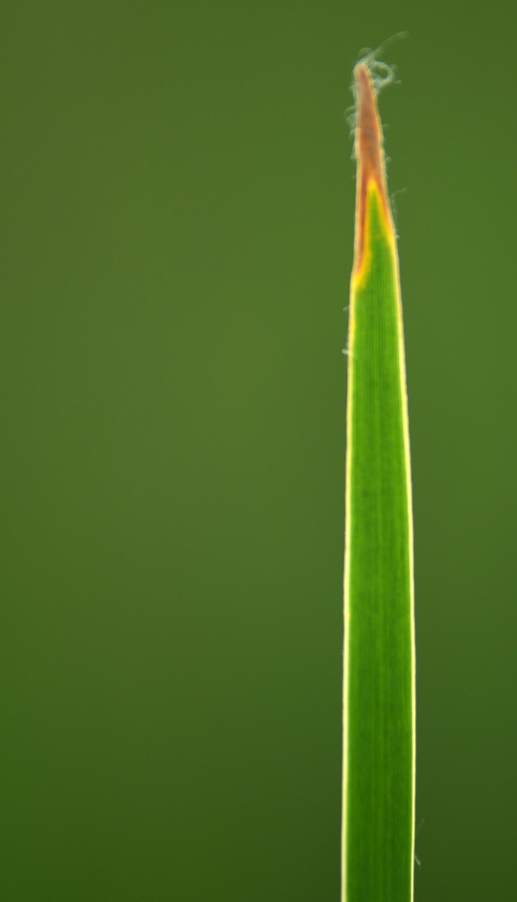 DSC_9294.JPG