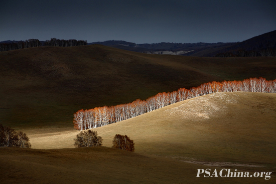Gold PSA medal-ѧƷɽ¡Hillside.jpg