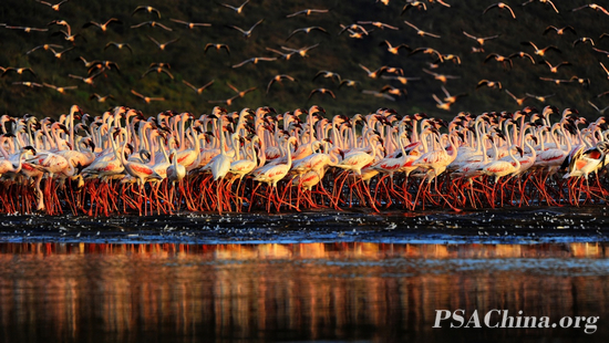 Gold PSA medal-ФƷȺFlamingos.jpg