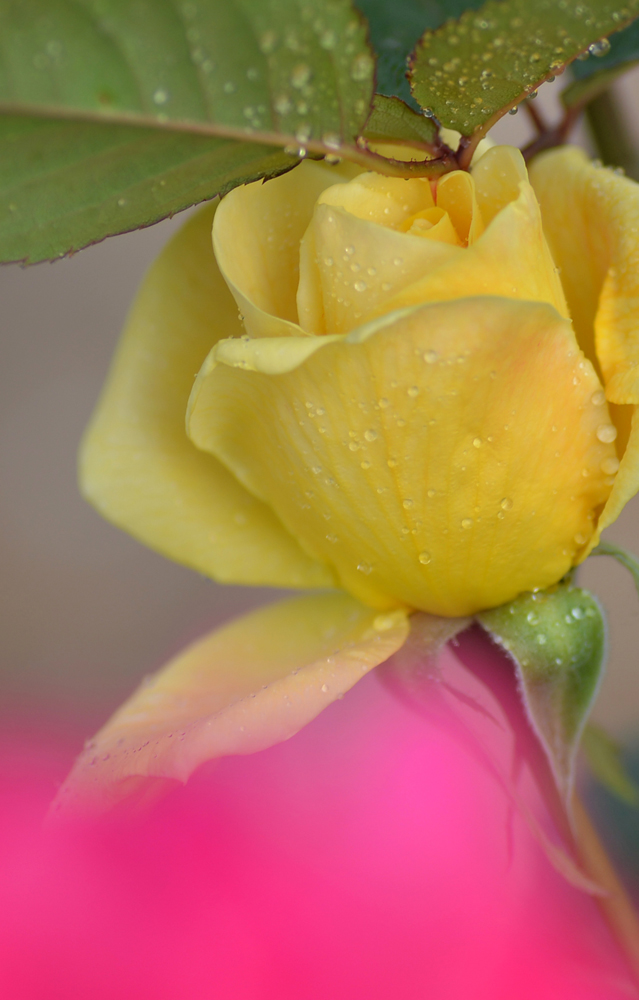 DSC_9020.JPG