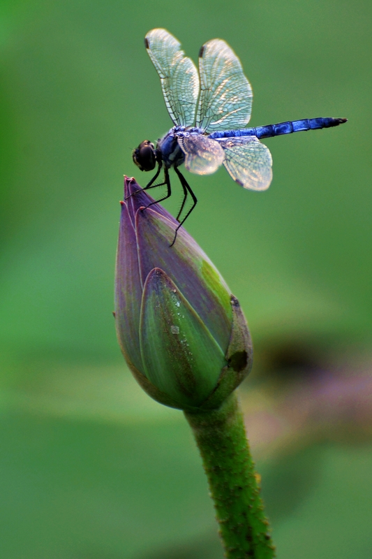 DSC_4095a.jpg