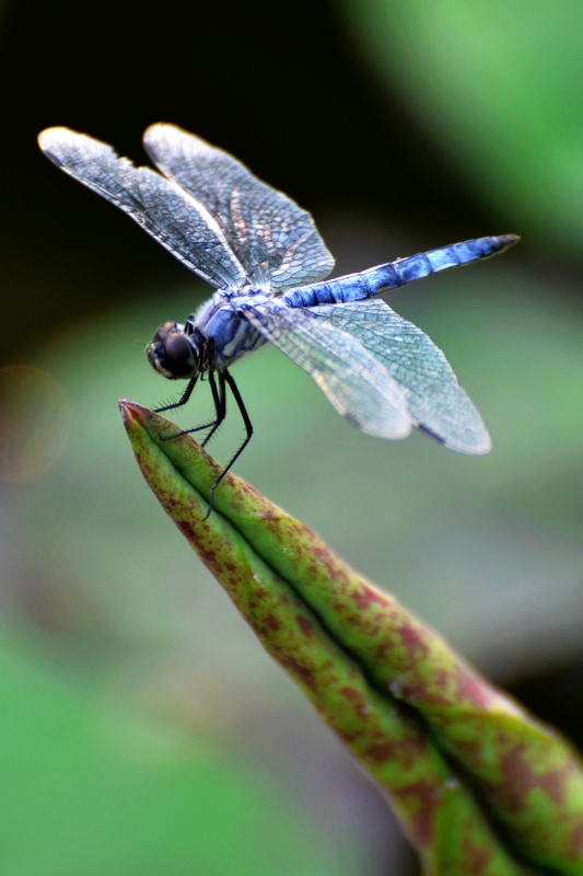 DSC_4108a.jpg