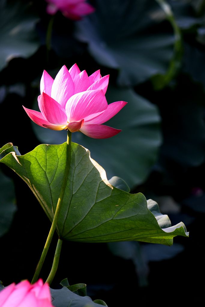 IMGp_9571.jpg