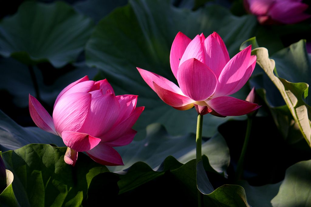 IMGp_9604.jpg