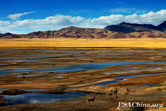 04.־FOTOFERIA練ƷɿThe hoh Xil Tibetan antelope.jpg