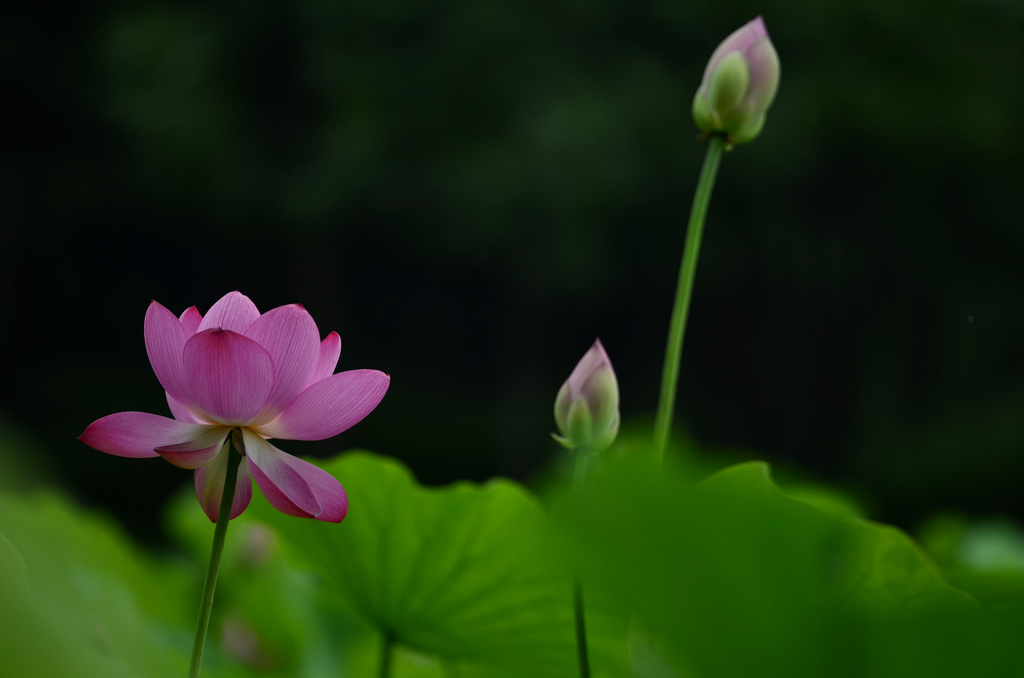 _DSC7924(1024.jpg