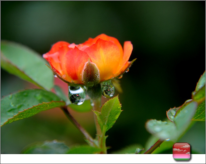 DSC_0016.JPG