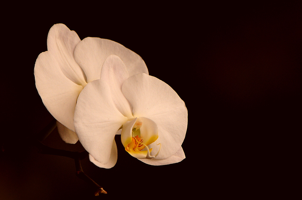 DSC_0100  2.jpg