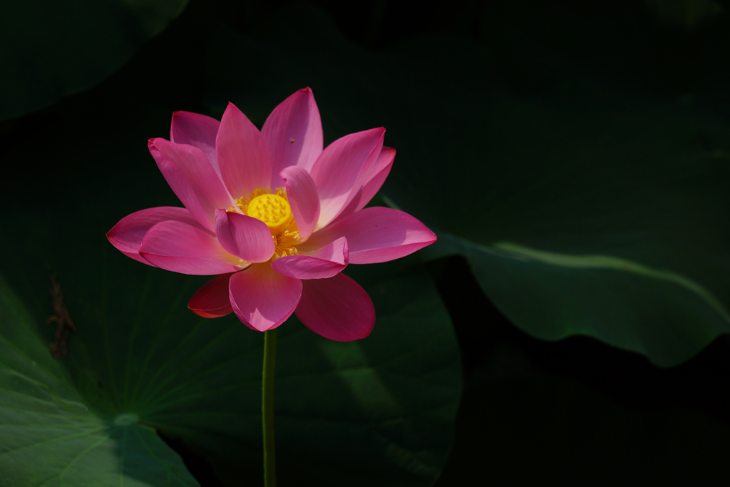 DSC00707.JPG