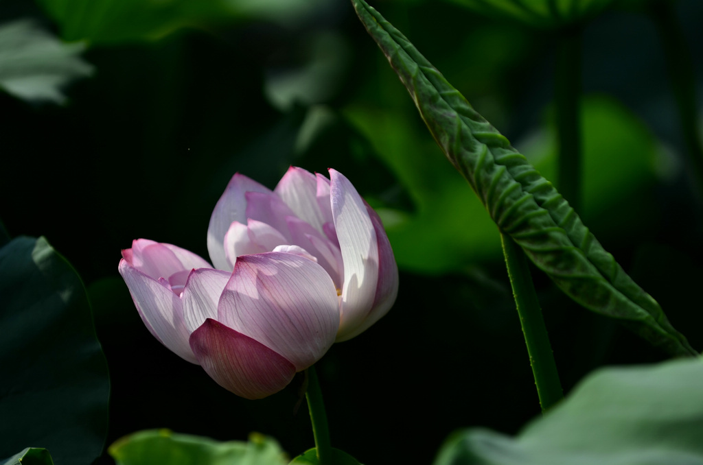 _DSC0638(1024.jpg