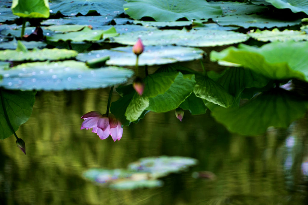 _DSC0978(1024.jpg