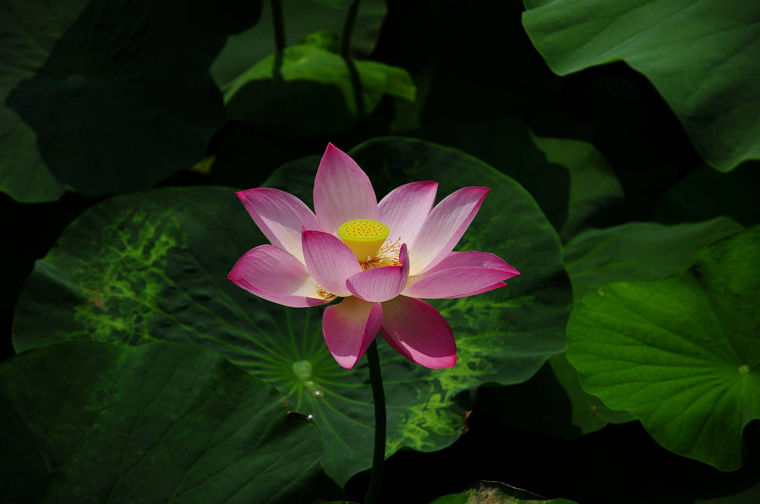 DSC_8037_3.jpg