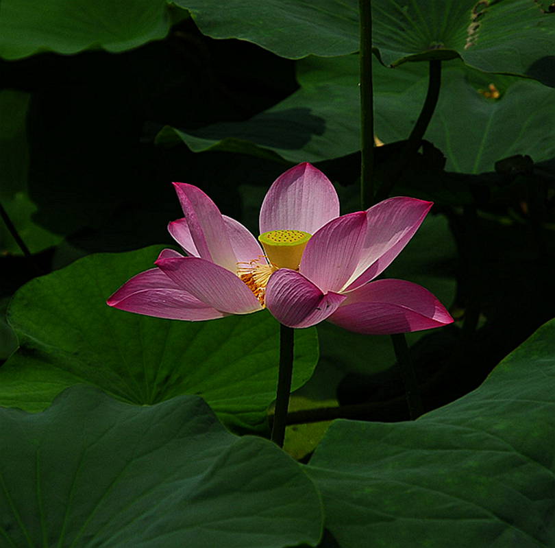 DSC_8035_3_.jpg