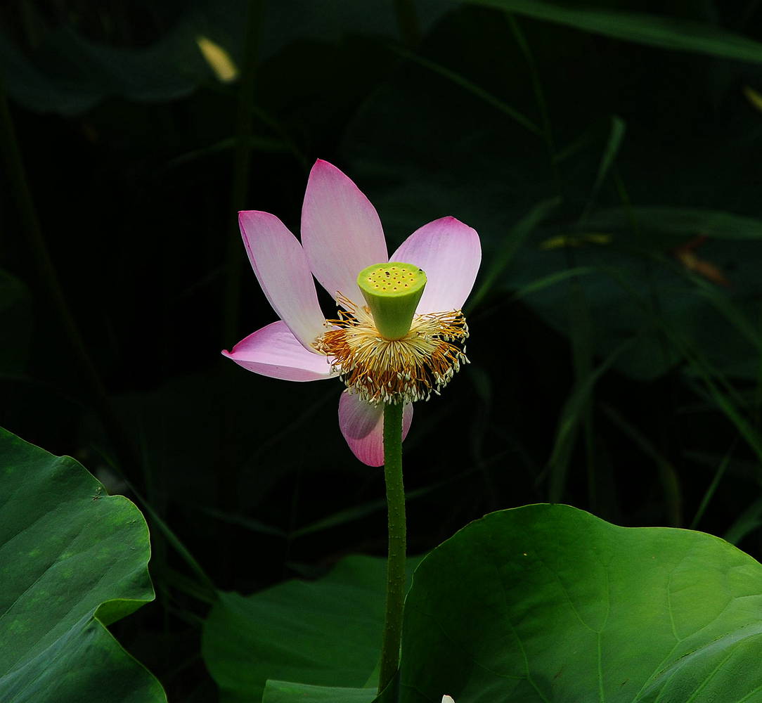 DSC_8046_3.jpg